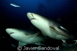 two bull sharks swiming towars my camera, Playa del Carme... by Javier Sandoval 